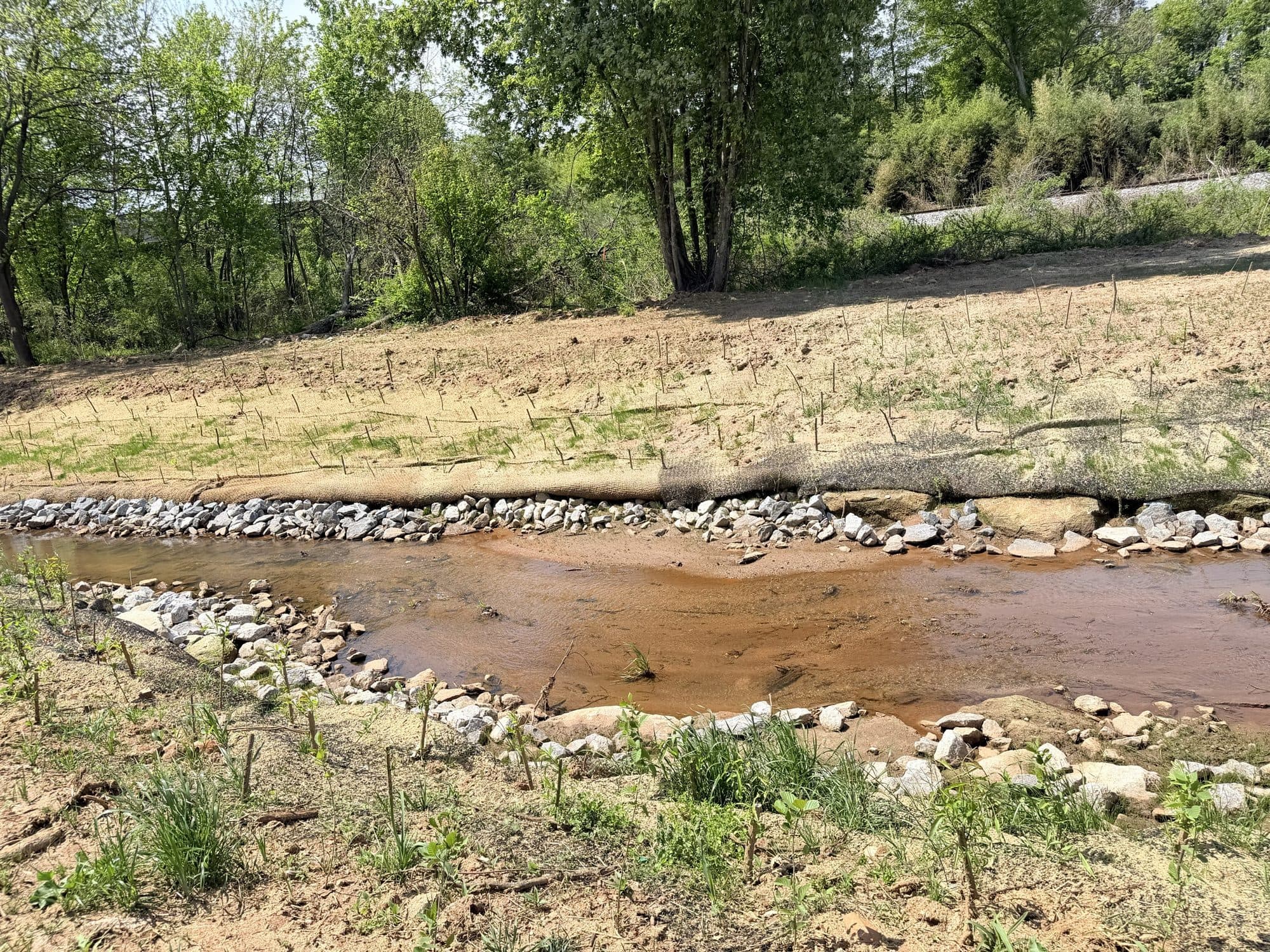 Live stakes and seeding across the new flood bench, with rock lining the low-flow channel